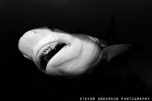 The Reef Sharks of the Bahamas get big and keep the reefs... by Steven Anderson 